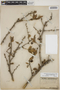 Berberis ruscifolia Lam., ARGENTINA, G. H. E. W. Hieronymus, F