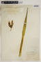 Yucca mohavensis Sarg., U.S.A., M. C. Wiegand 3056, F