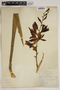 Yucca rupicola Scheele, U.S.A., J. Reverchon, F
