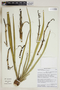 Yucca schidigera Roezl ex Ortgies, U.S.A., A. Townesmith 680, F