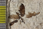 Insect Fossil
