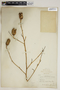 Yucca filamentosa L., U.S.A., P. H. Rolfs 656, F