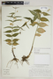 Vincetoxicum hirundinaria subsp. stepposum (Pobed.) Markgr., Ukraine, 4086, F