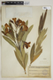Nerium oleander L., GREECE, 960, F