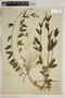Vinca herbacea Waldst. & Kit., Turkey, 1059, F