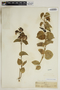 Cionura erecta, GREECE, T. von Heldreich 2526, F