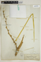 Yucca elata (Engelm.) Engelm., U.S.A., J. T. Rothrock 382, F