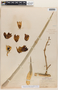 Hesperoyucca whipplei (Torr.) Baker ex Trel., U.S.A., S. B. Parish 417, F