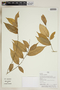 Herbarium Sheet V0323896F