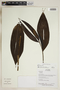 Herbarium Sheet V0324380F