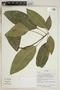 Herbarium Sheet V0324372F