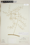 Herbarium Sheet V0324374F