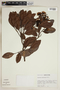 Herbarium Sheet V0324376F