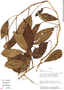 Anthurium pittieri image