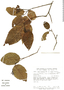 Alnus acuminata subsp. arguta (Schltdl.) Furlow, Mexico, G. M. Diggs 2913, F