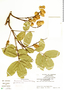 Lonchocarpus luteomaculatus image