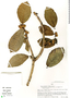 Ficus trigona L. f., Peru, S. Smith 1064, F