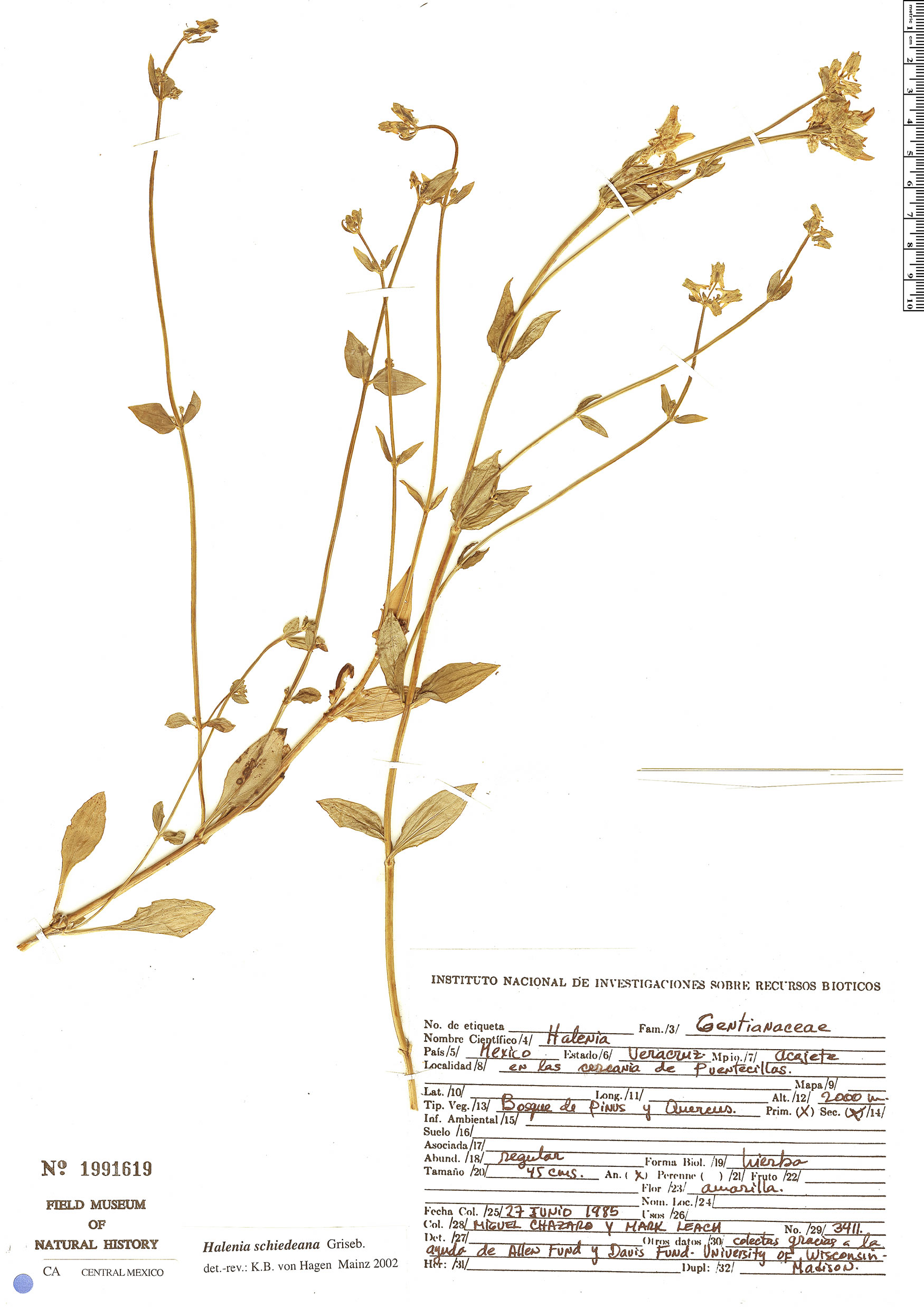 Halenia schiedeana image