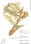 Dimerocostus argenteus (Ruíz & Pav.) Maas, Peru, D. N. Smith 5423, F
