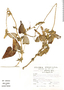 Salvia psilostachya Epling, Peru, S. Llatas Quiroz 2217, F