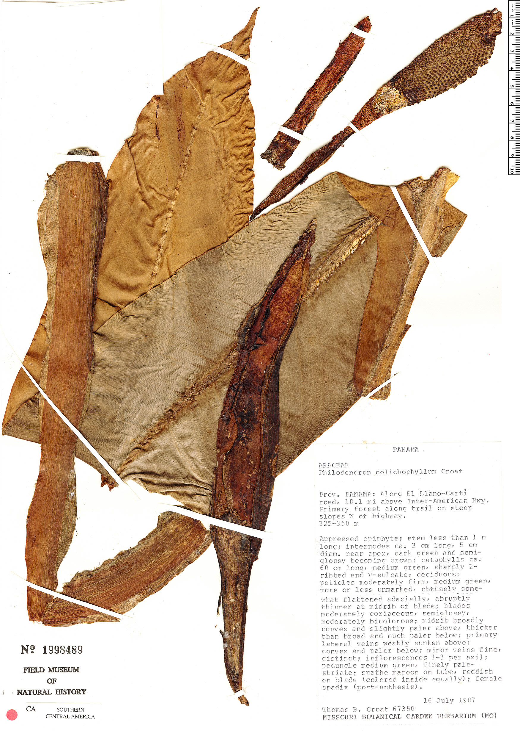 Philodendron dolichophyllum image