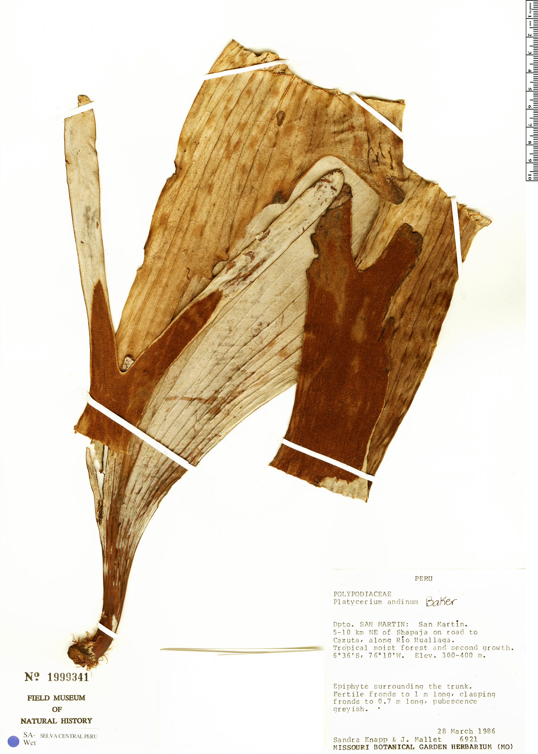 Platycerium andinum image