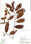 Iryanthera laevis Markgr., Peru, A. H. Gentry 36528, F