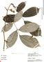 Machaerium cuspidatum, Peru, A. H. Gentry 32101, F