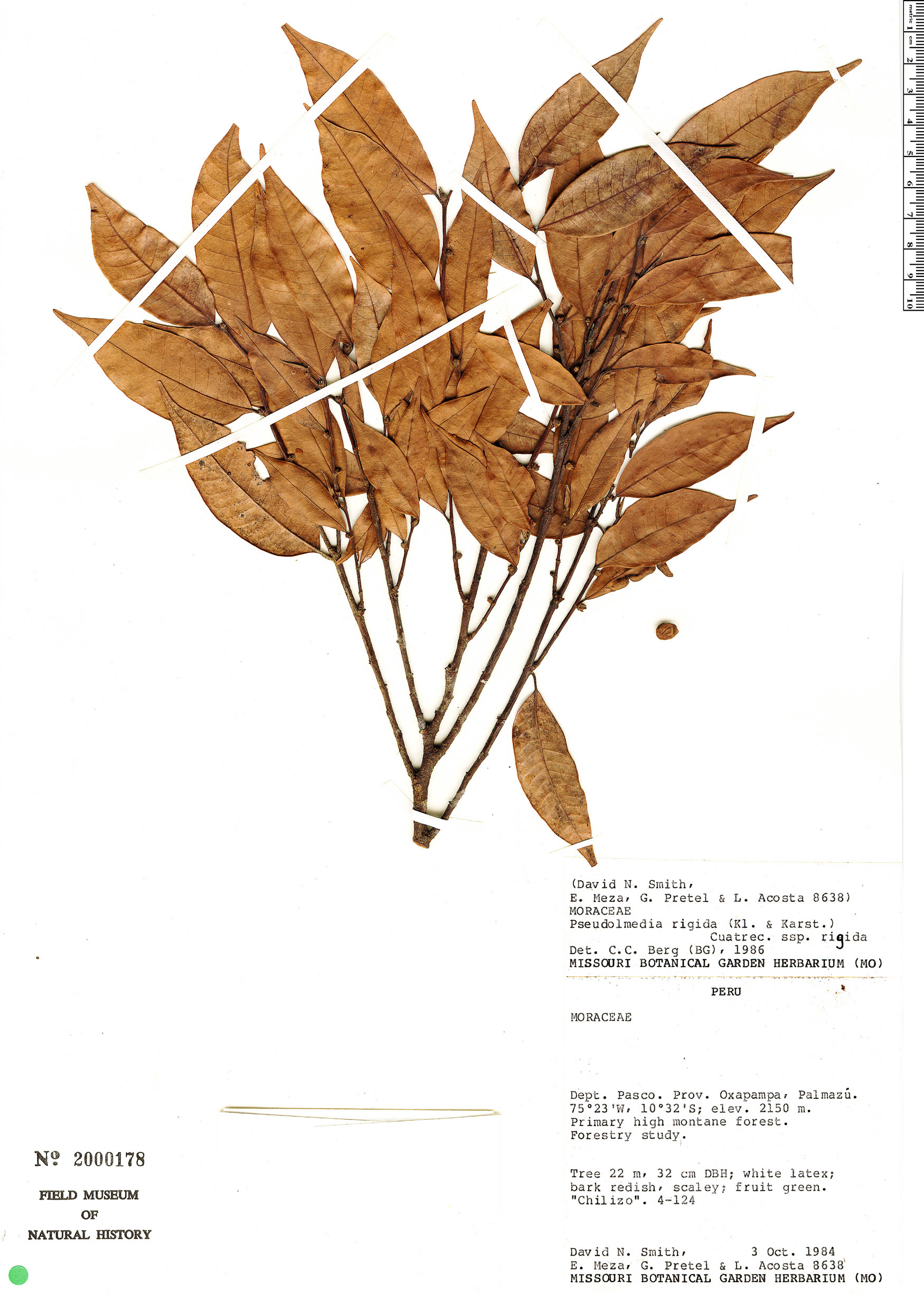 Ver