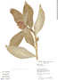Costus arabicus L., Bolivia, S. G. Beck 16450, F
