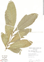 Petrea maynensis Huber, Bolivia, S. G. Beck 16491, F