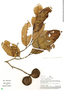 Aspidosperma rigidum Rusby, Peru, A. H. Gentry 36500, F