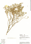 Balbisia meyeniana, Peru, A. H. Gentry 36097, F