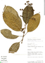Psychotria pongoana Standl., Peru, D. N. Smith 3823, F
