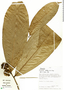 Duguetia latifolia R. E. Fr., Peru, A. H. Gentry 38795, F