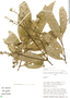 Nectandra membranacea (Sw.) Griseb., Peru, D. N. Smith 3103, F