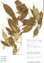 Psychotria schunkei C. M. Taylor, Peru, D. N. Smith 3965, F