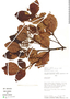 Weinmannia auriculata D. Don, Peru, D. N. Smith 7827, F
