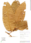 Eschweilera gigantea (R. Knuth) J. F. Macbr., Peru, A. H. Gentry 25056, F