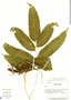 Thelypteris poiteana (Bory) Proctor, Costa Rica, K. A. Barringer 1735, F