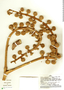 Schefflera pentandra (Pav.) Harms, Peru, A. H. Gentry 29589, F