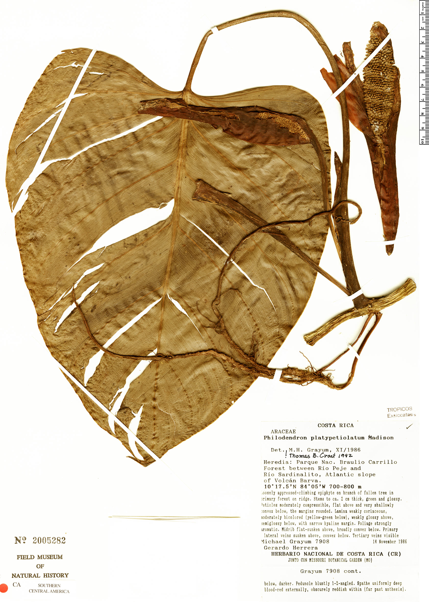 Philodendron platypetiolatum image