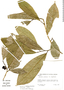 Sorocea pubivena subsp. hirtella (Mildbr.) C. C. Berg, Colombia, D. D. Soejarto 794, F