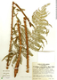 Cyathea microdonta (Desv.) Domin, Costa Rica, B. E. Hammel 12619, F