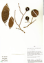 Apeiba aspera subsp. membranacea, Peru, P. J. Barbour 5784, F