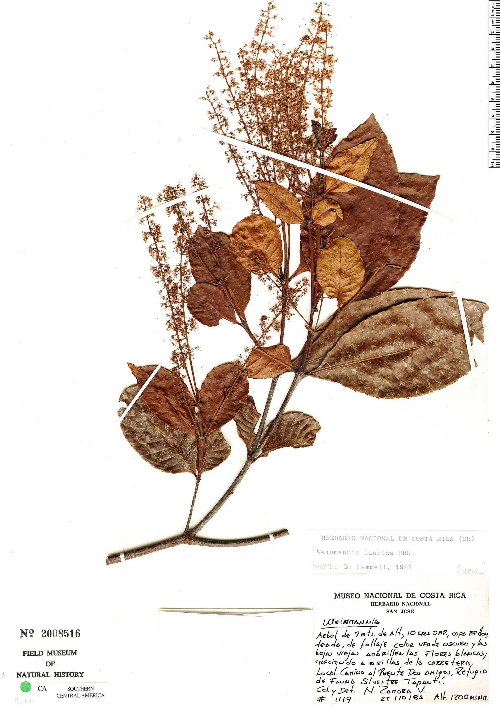 Weinmannia laurina image