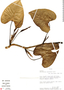 Philodendron sulcicaule image