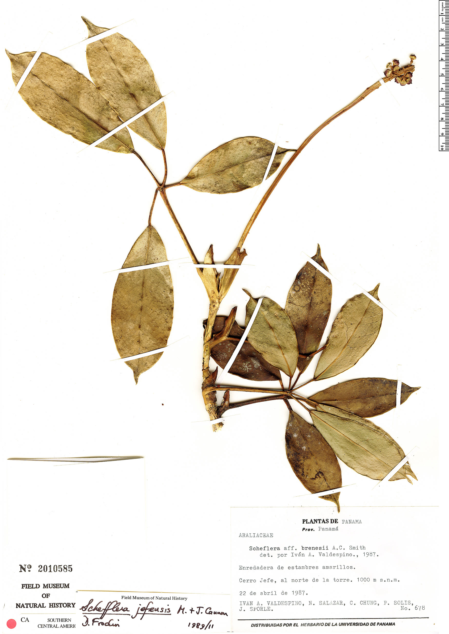 Schefflera jefensis image