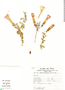 Cantua buxifolia Juss., Peru, L. van der Hoogte 1179, F