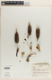 Agave aff. aurea Brandegee, Mexico, C. E. Smith, Jr. 3810, F